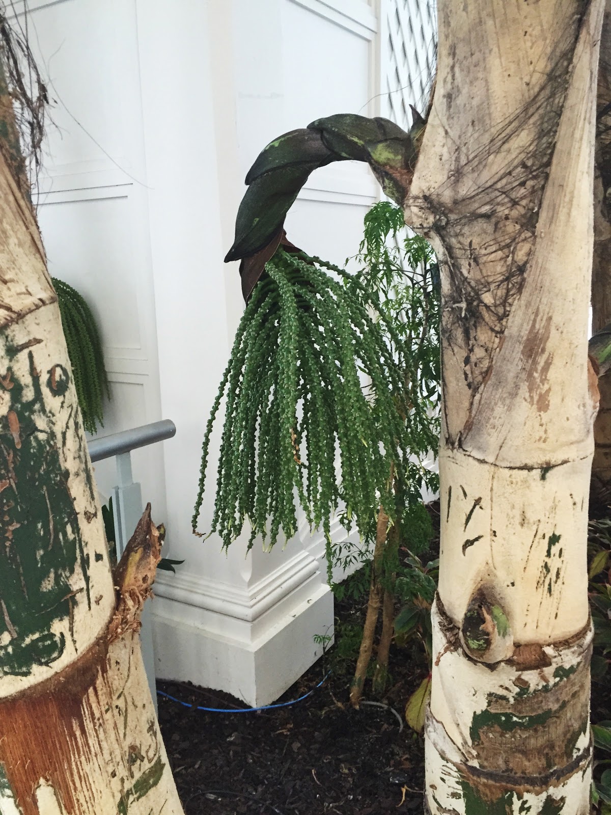 fishtail palm caryota mitis