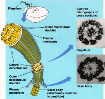 Ultra structure of Flagellum