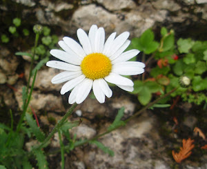 Margarita (Leucanthemum vulgare)flor blanca