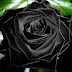 El misterio de las rosas negras de Halfeti unicas en el mundo