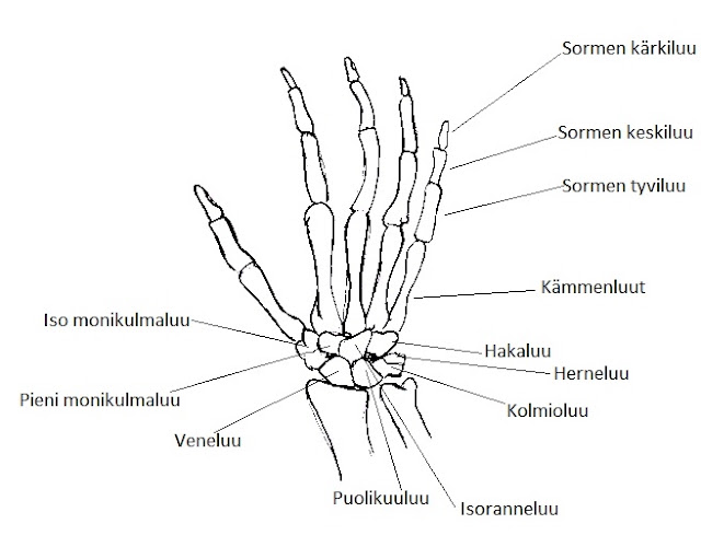 saran-opiskelu-k-sien-hoito