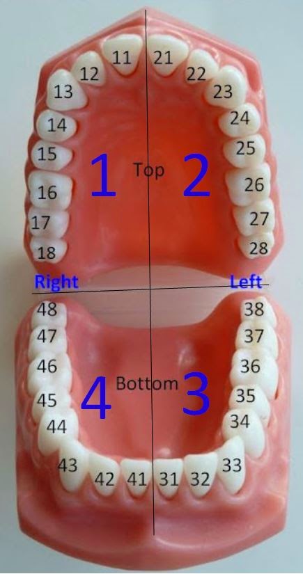 Numbers Of Teeth Chart