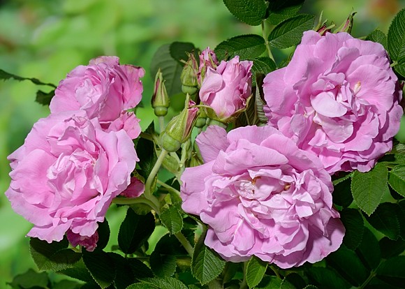 Romantic Roadrunner rose сорт розы фото  