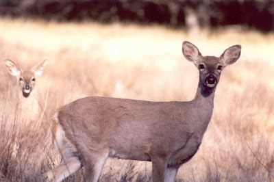 Deer at Big Bend National Park