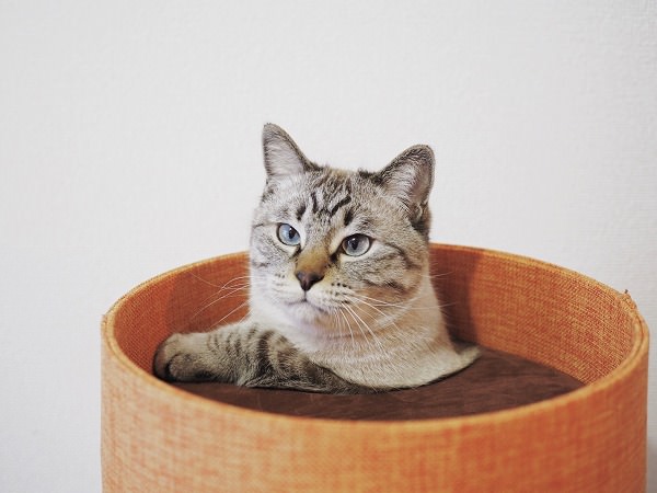 頂上の穴から上半身を出しているシャムトラ猫