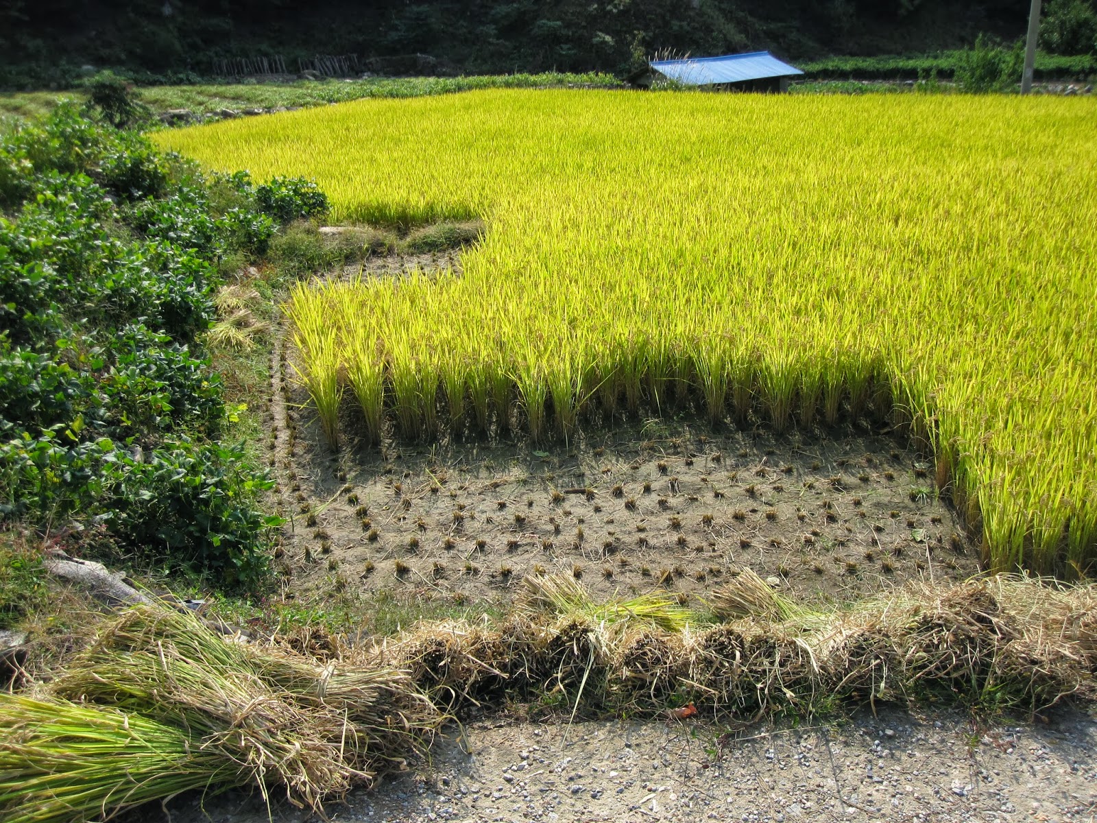 Teaching, South Korea, and Life Rural Korean Agriculture, or, What Do