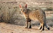 Agassou - An African Cat fron Nigeria