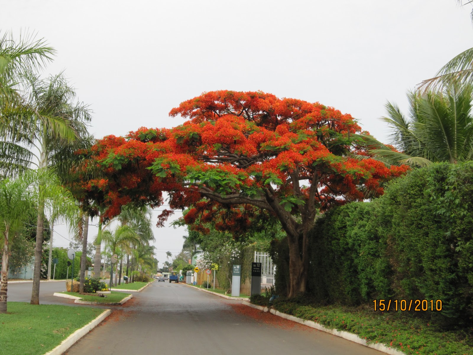 Brazilianway SportLife O colorido bonito das árvores nas ruas do Rio
