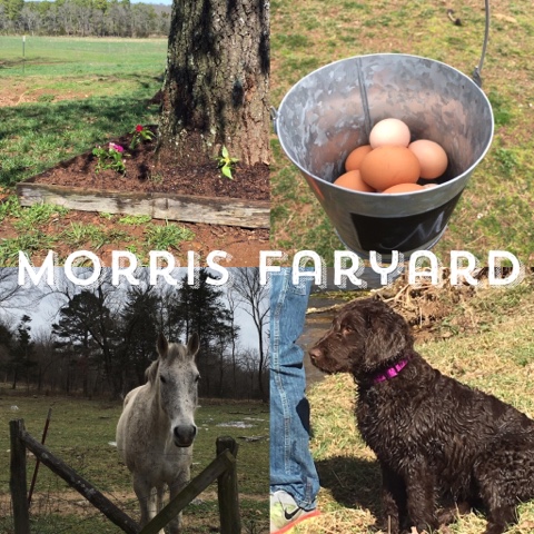 Morris Farmyard