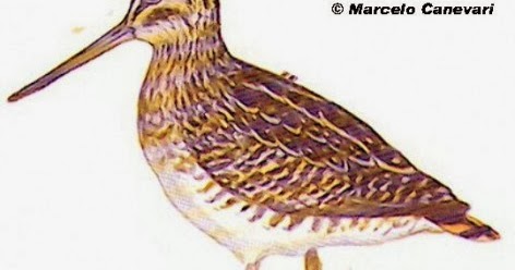 Argentina nativa Becasina andina (Gallinago andina)