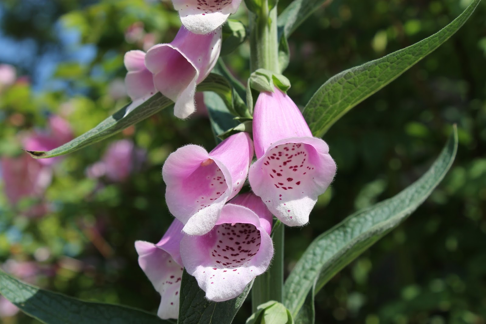 carolines-hverdag-blomstring-i-begynnelsen-av-juli