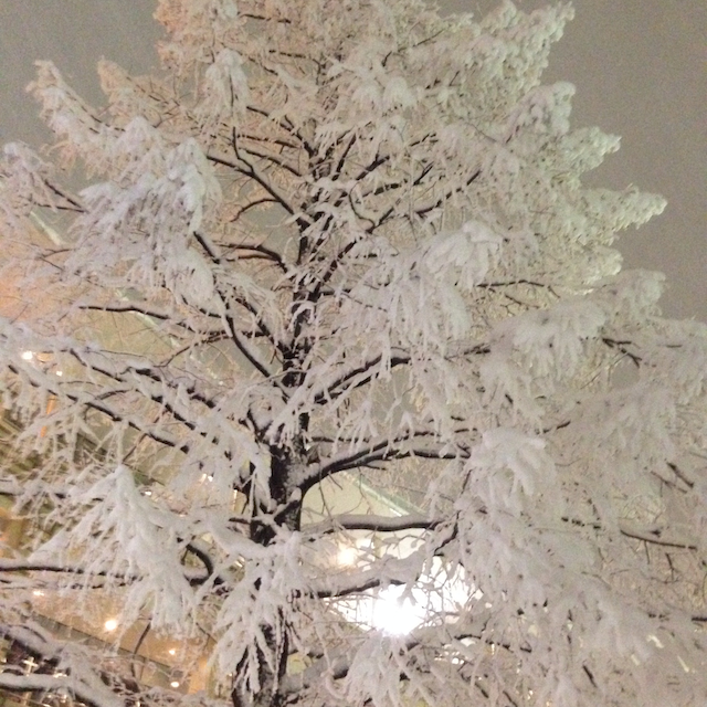 雪で真っ白な木