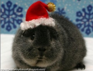 Very funny Christmas bunny.  