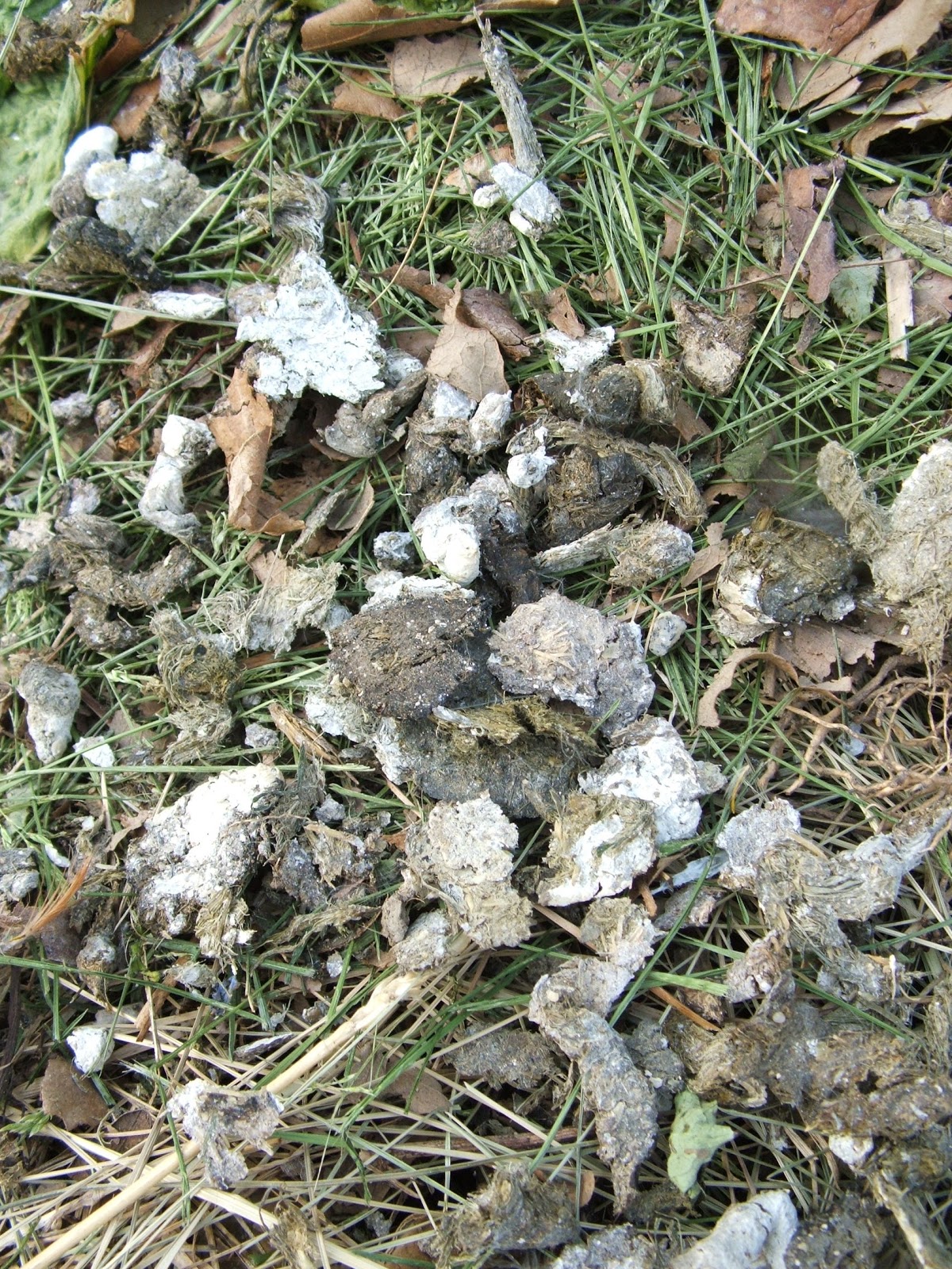Green Zebra Market Garden What's in my compost bin Chicken Poo