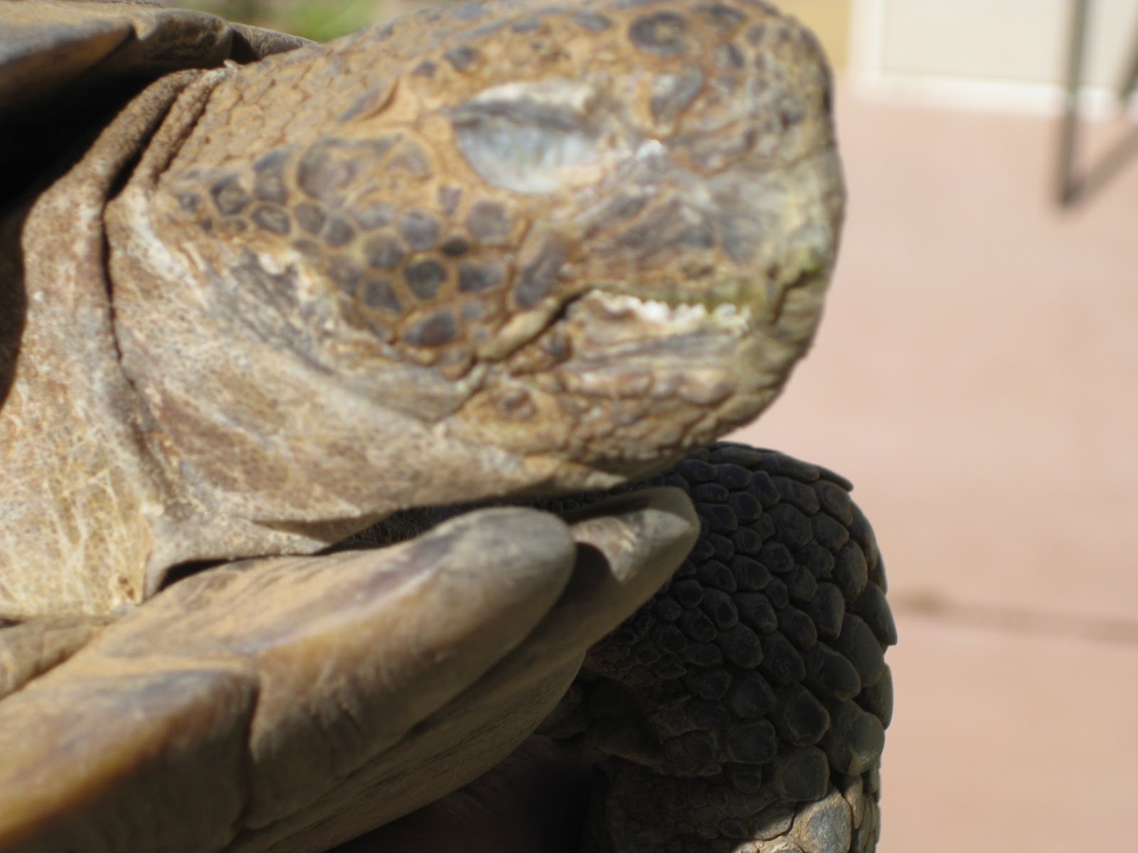 Desert Tortoise Tales Eyes Wide Shut (Third Eyelid Blind)