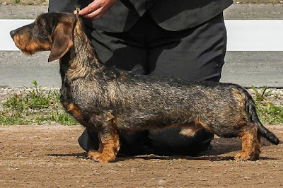 Wired coat Dachshund