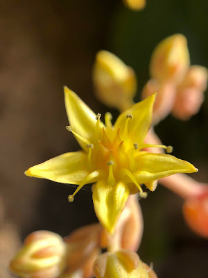 [Crassulaceae] Sedum sp - macro.