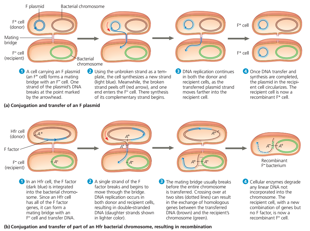 Proses Pertumbuhan, Reproduksi, dan Rekombinasi Bakteri
