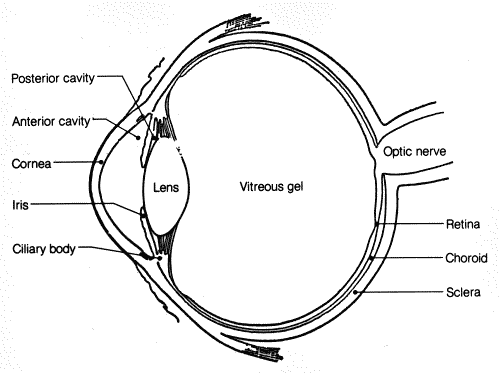 Sketch of Human Eye