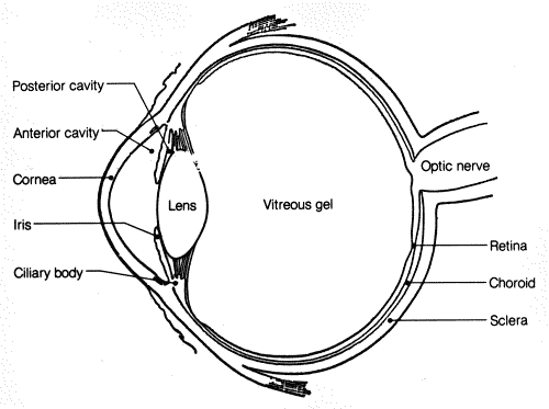 NCERT Solutions for Class 8th: Ch 16 Light Science « Study Rankers