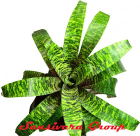 ANEKA BROMELIA BROMELIA-SWORD-GREEN