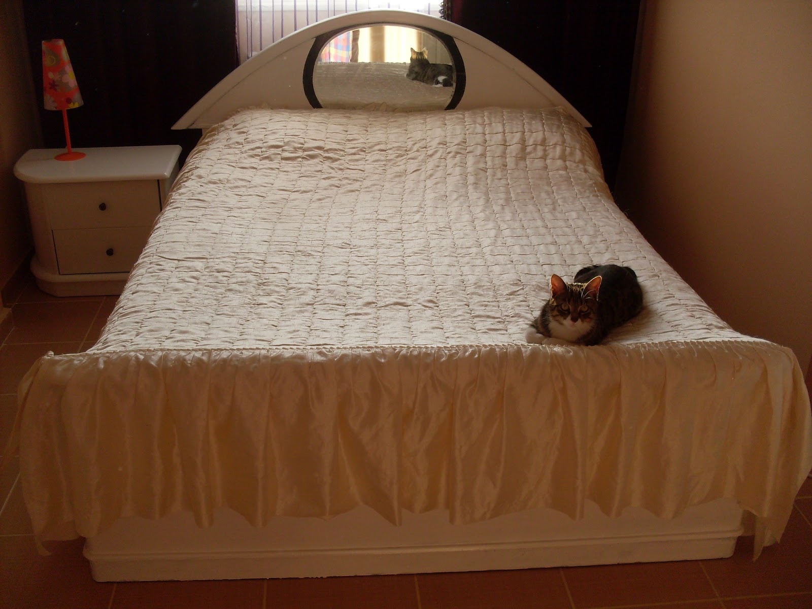 Ameliyatla İnsan Olan Kedi