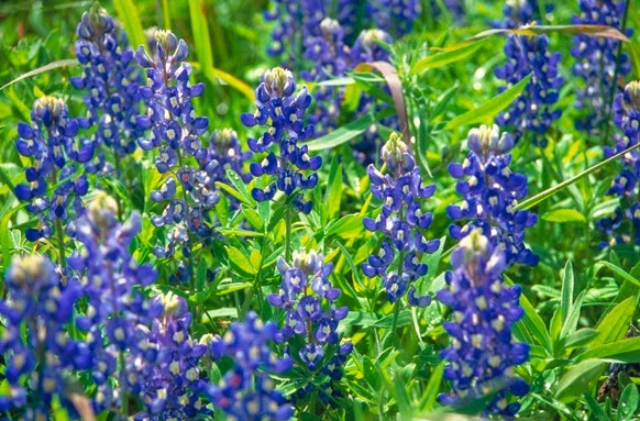 Hill Country Blue Bonnets