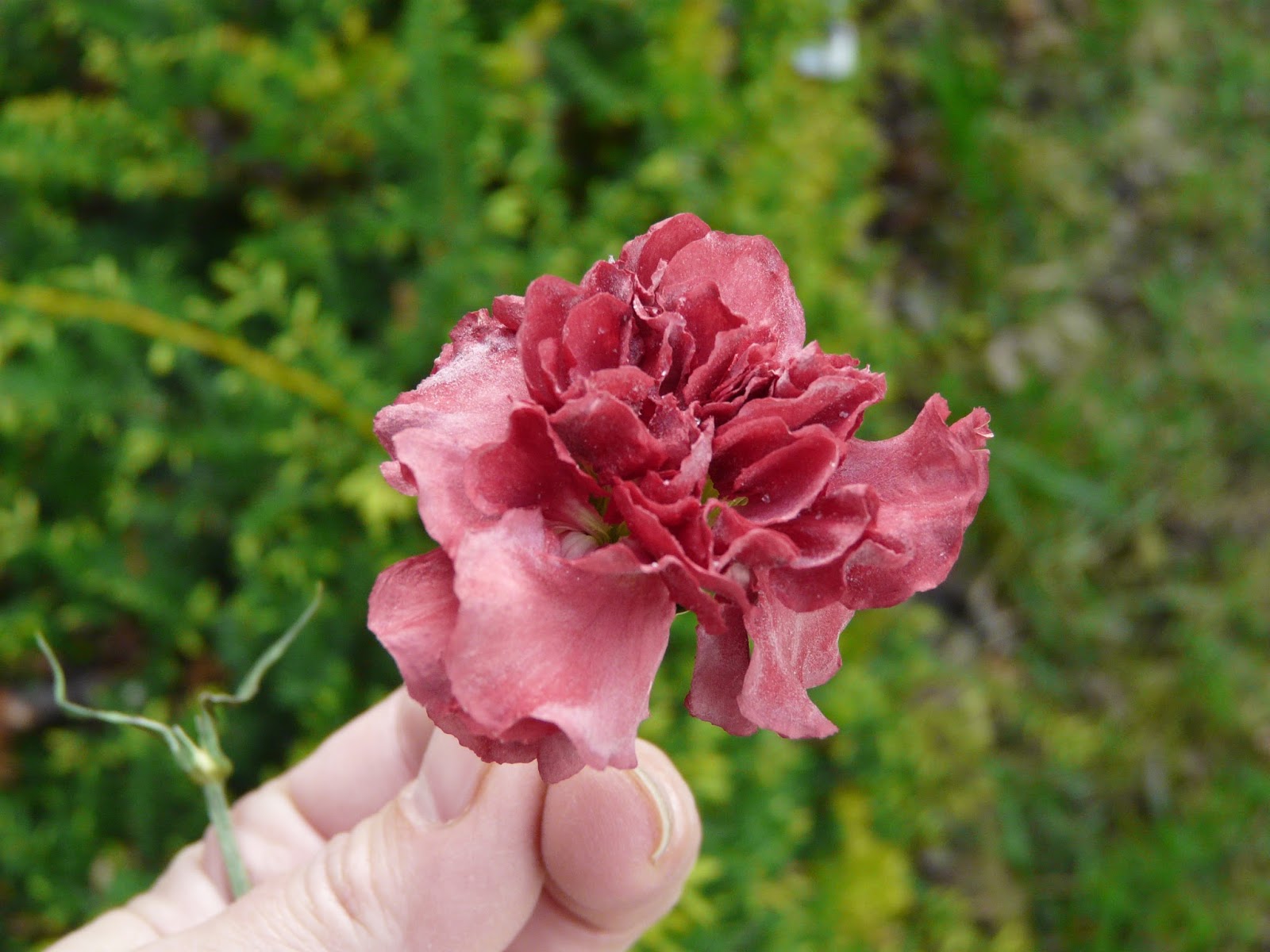 The "Secret" is Gratitude Drying Flowers From a Funeral or Wedding Using Silica Gel Crystal Sand