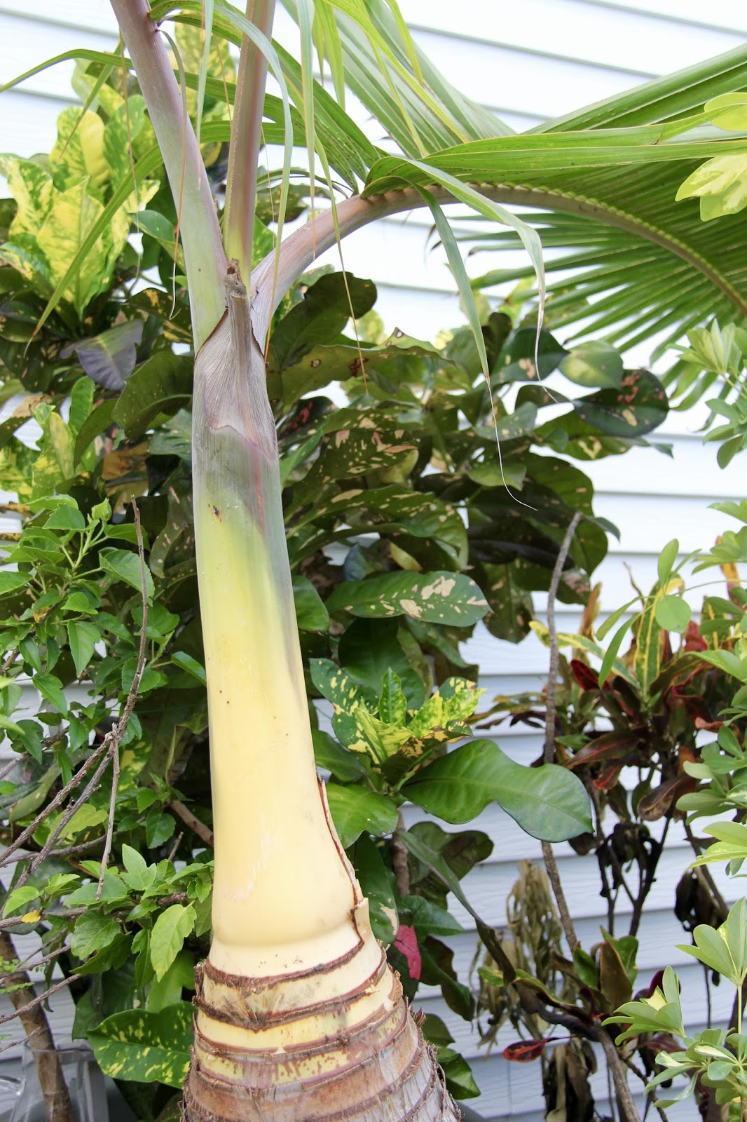 Tropical Gardening in New York City! Late July Update Zone 7 Palm Trees