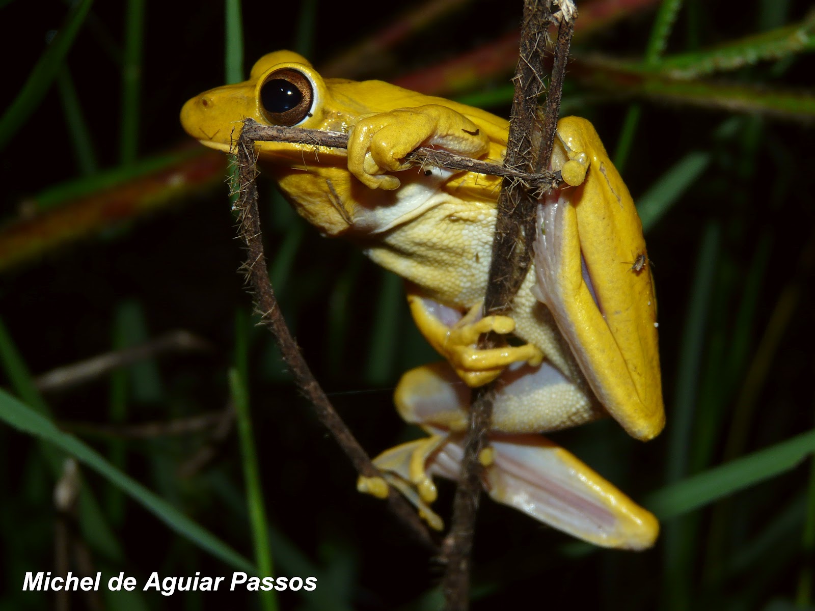 sapo da espécie Boana raniceps