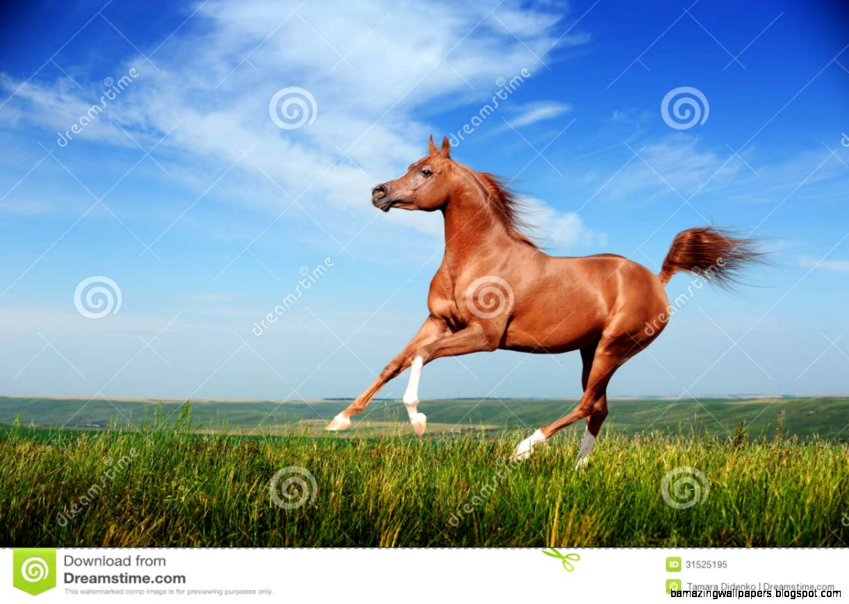 Arabian Horse Running Gallop Royalty Free Stock Images   Image