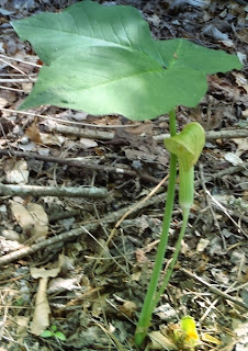 Jack-In-The-Pulpit on the South Saluda River in South Carolina by http://dearmissmermaid.com