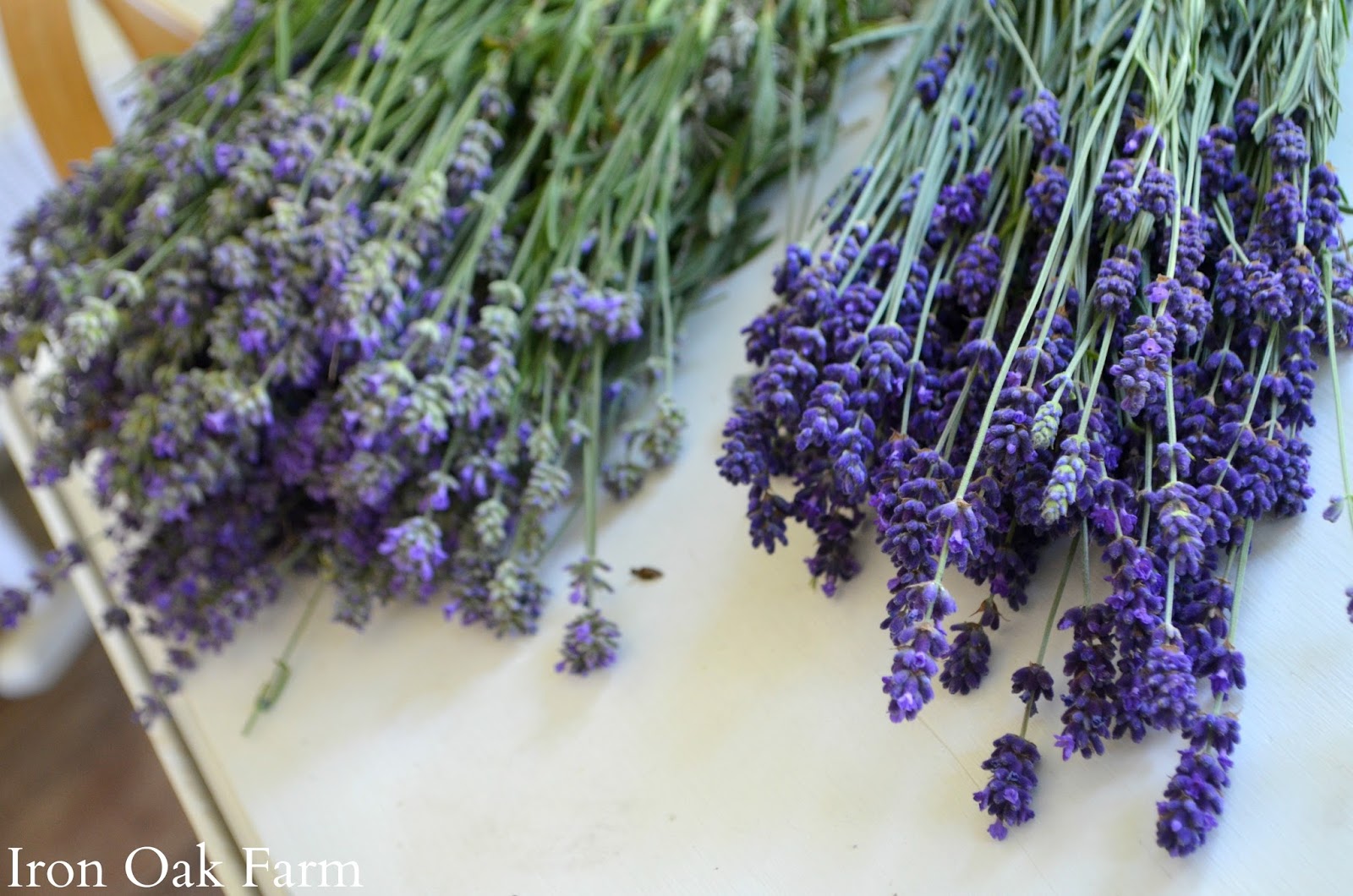 Iron Oak Farm Lavender Harvest, Growing and Drying