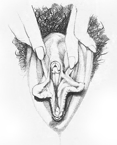 Жіночі статеві органи фото 1