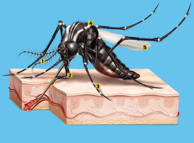 BREJINHO ONLINE: Como é a anatomia do mosquito da dengue?