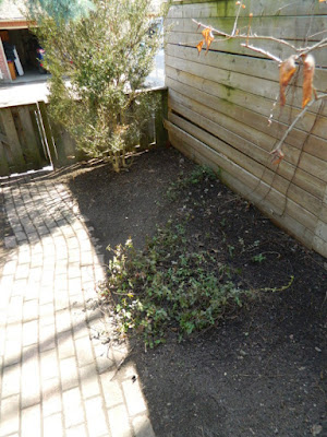 Toronto Riverdale Backyard Spring Cleanup After by Paul Jung Gardening Services--a Toronto Gardening Company Toronto Riverdale Backyard Spring Cleanup After by Paul Jung Gardening Services--a Toronto Gardening Company