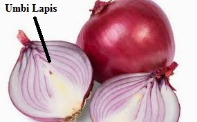KELAS 6 IPA TEMA 1 SUB TEMA 1 PERKEMBANGBIAKAN SECARA GENERATIF DAN