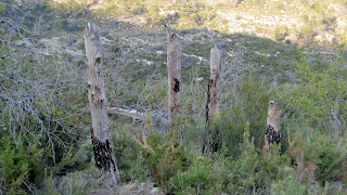 Restes incendi 2006 al Mondúver