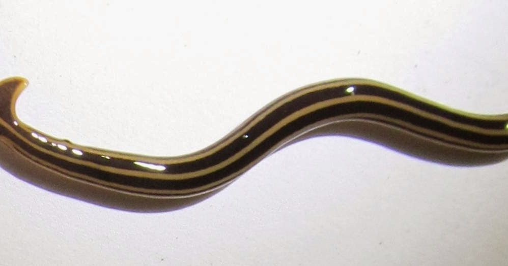 The Bizarre Hammerhead Worm Substrate Predator Extraordinaire The