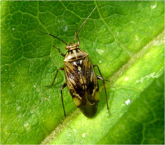 Insects of Scotland: True Bugs