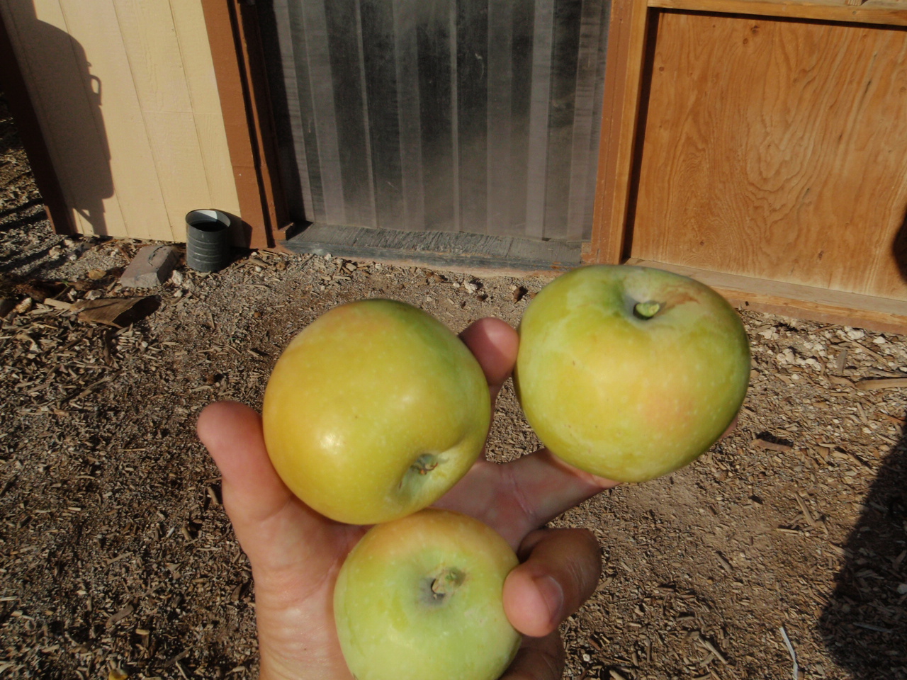 Xtremehorticulture of the Desert Apple Variety Testing for the Mojave