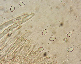 Pseudombrophila porcina ascospores