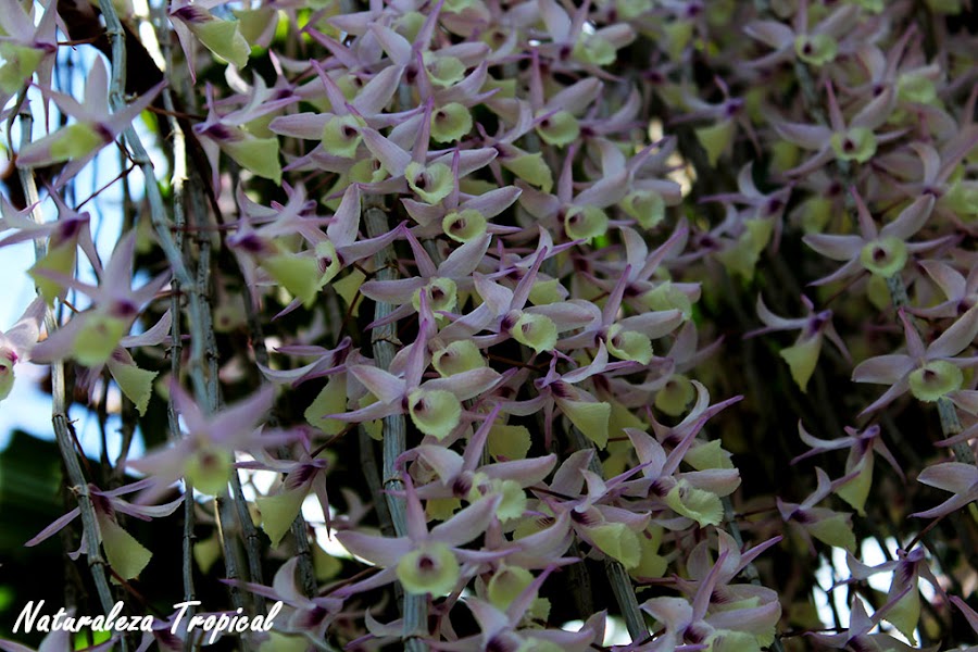 Lluvia de orquídeas con Dendrobium pierardii