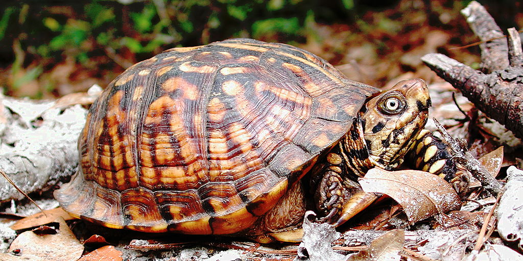 Eastern Box Turtle Tortoise Information and Pictures Amazing Pets For You