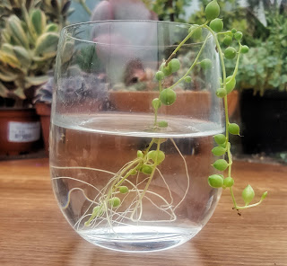 Succulent water propagation string of pearls