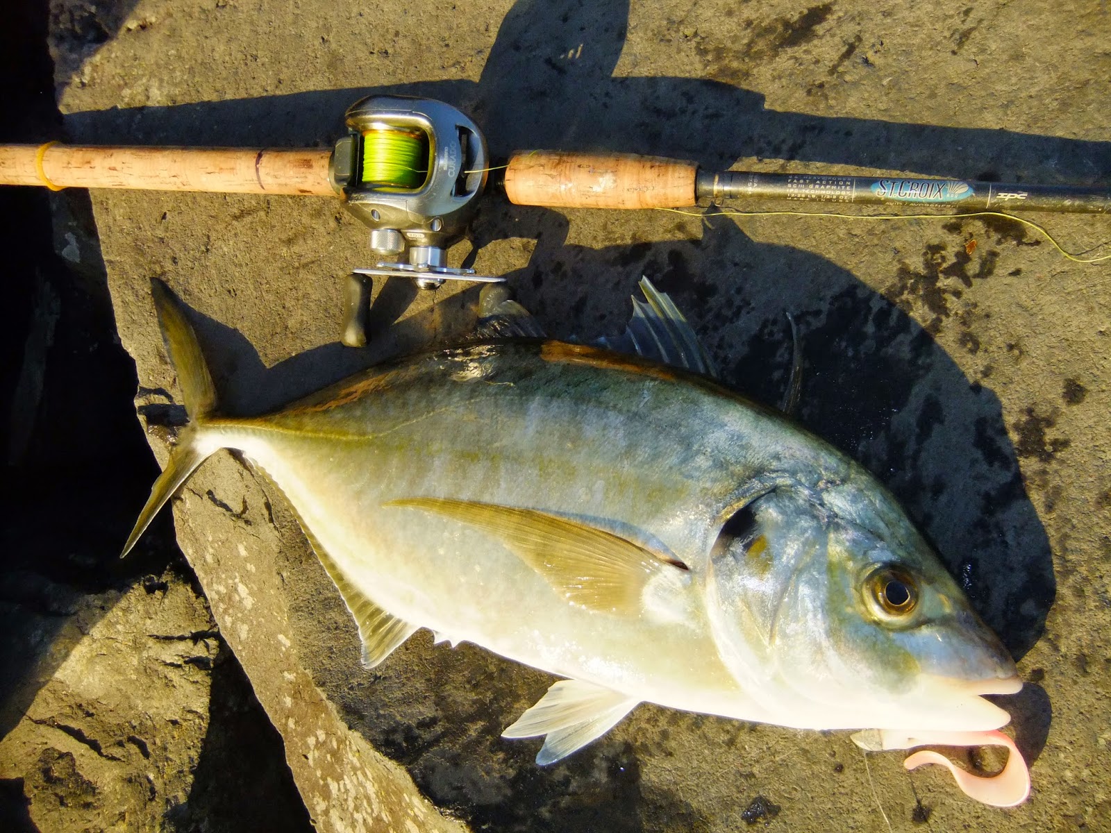 Fish-o-rama NZ