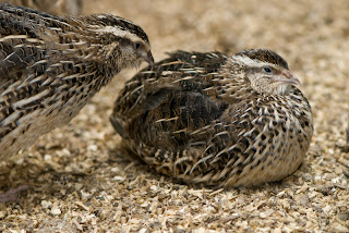 common_quail.jpg