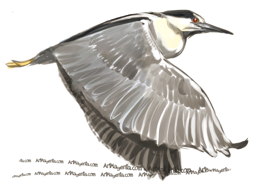 Birds: Black-crowned Night Heron