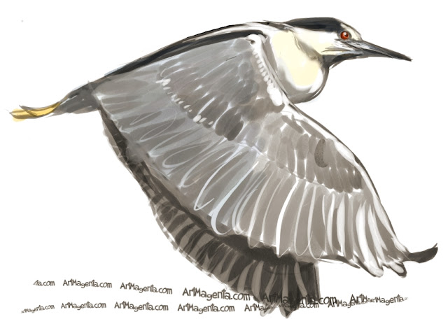 Black-crowned Night Heron sketch painting. Bird art drawing by illustrator Artmagenta