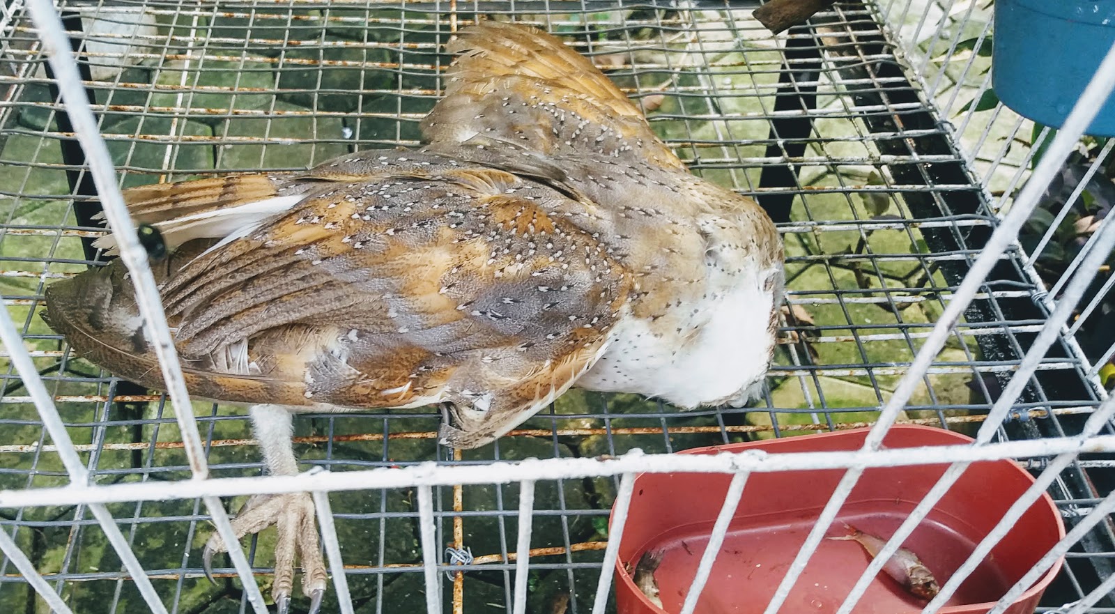 Ini Penyebab Kematian Burung Hantu Tyto Alba